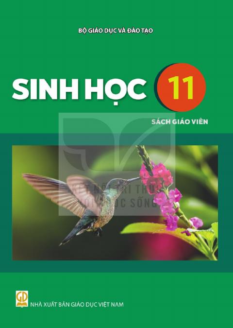 Sách giáo viên Sinh học 11 - Kết nối tri thức 2026-2027